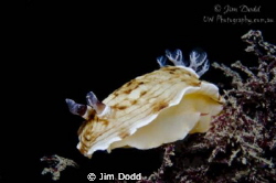 Aphelodoris varia @ Fly Point, NSW, Australia. One of the... by Jim Dodd 